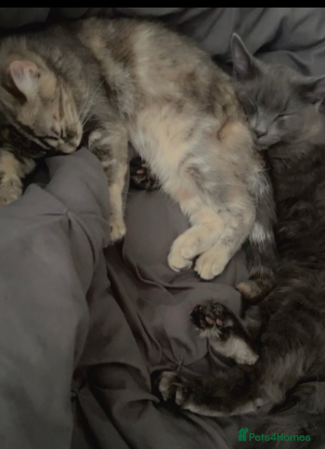 Siberian cats for sale: 2 Beautiful Friendly Cats Looking for Loving Home - Image 1