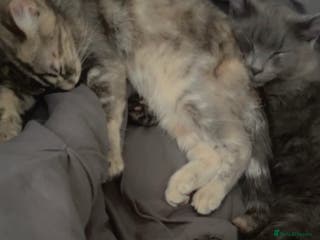 Siberian cats 2 Beautiful Friendly Cats Looking for Loving Home - Advert 7