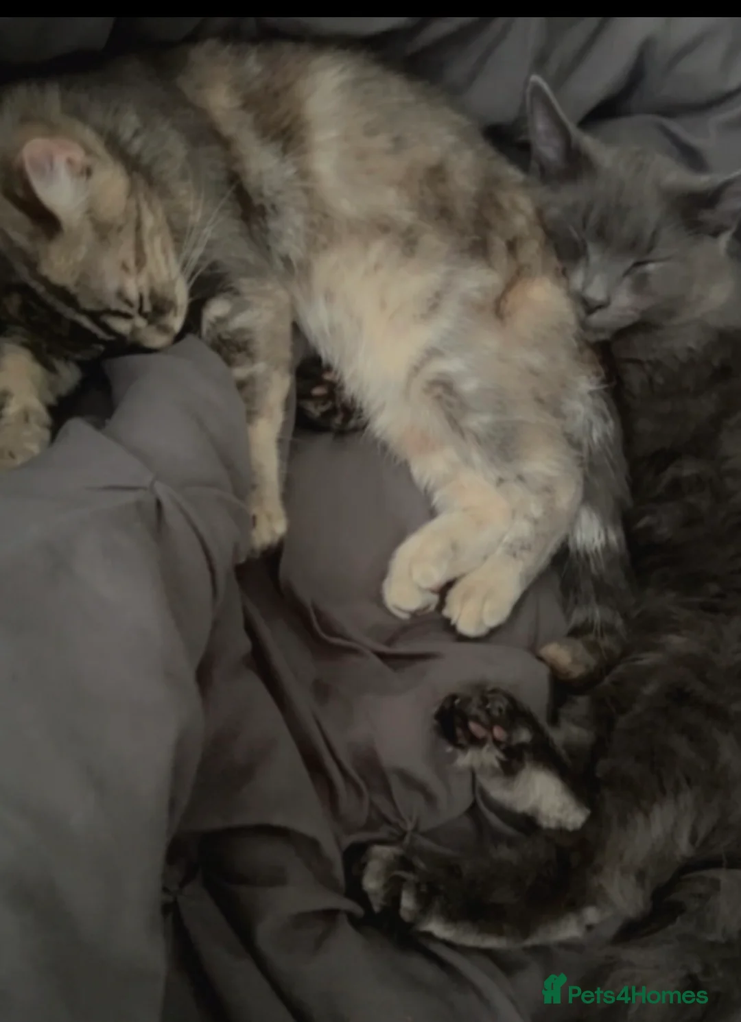 Siberian cats for sale: 2 Beautiful Friendly Cats Looking for Loving Home - Advert 1