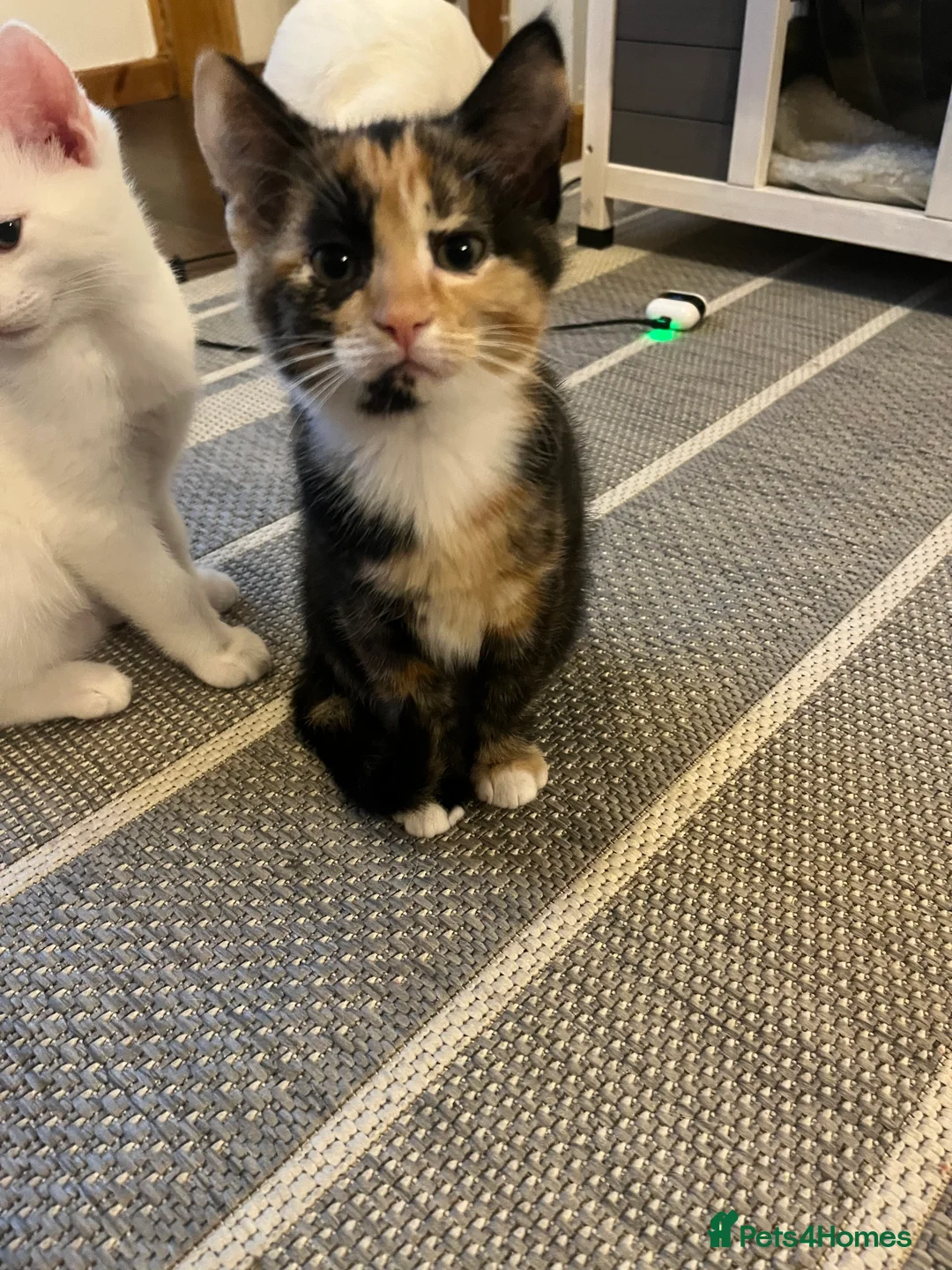 Khao Manee cats for sale: White(boy), girl brown black kitten, girl White - Advert 2