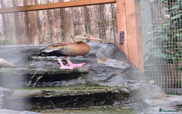 Waterfowl poultry for sale: Waterfowl - Mandarin Duck and Whistling Ducks - Image 5