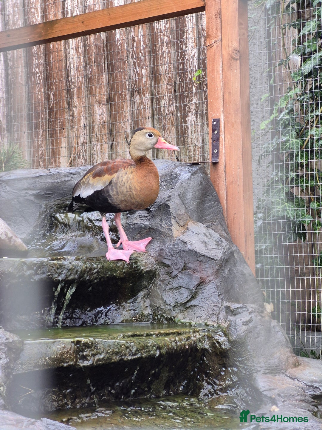 Waterfowl poultry for sale: Waterfowl - Mandarin Duck and Whistling Ducks - Image 5