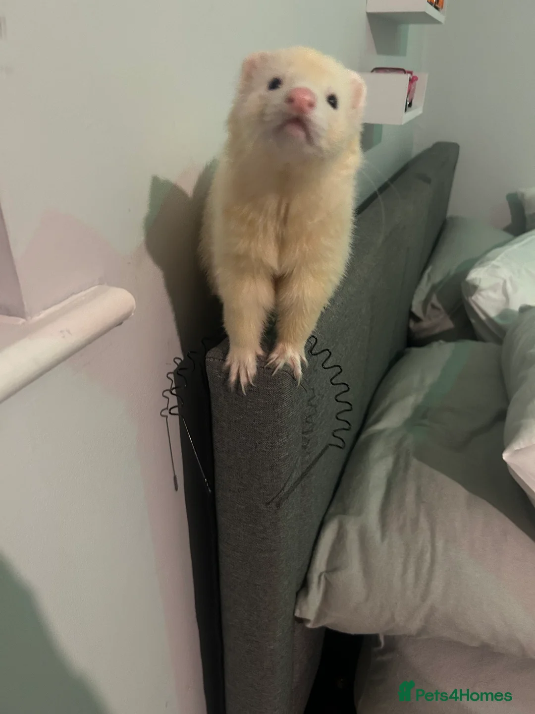 Ferret rodents for sale: Male Ferret  - Advert 3