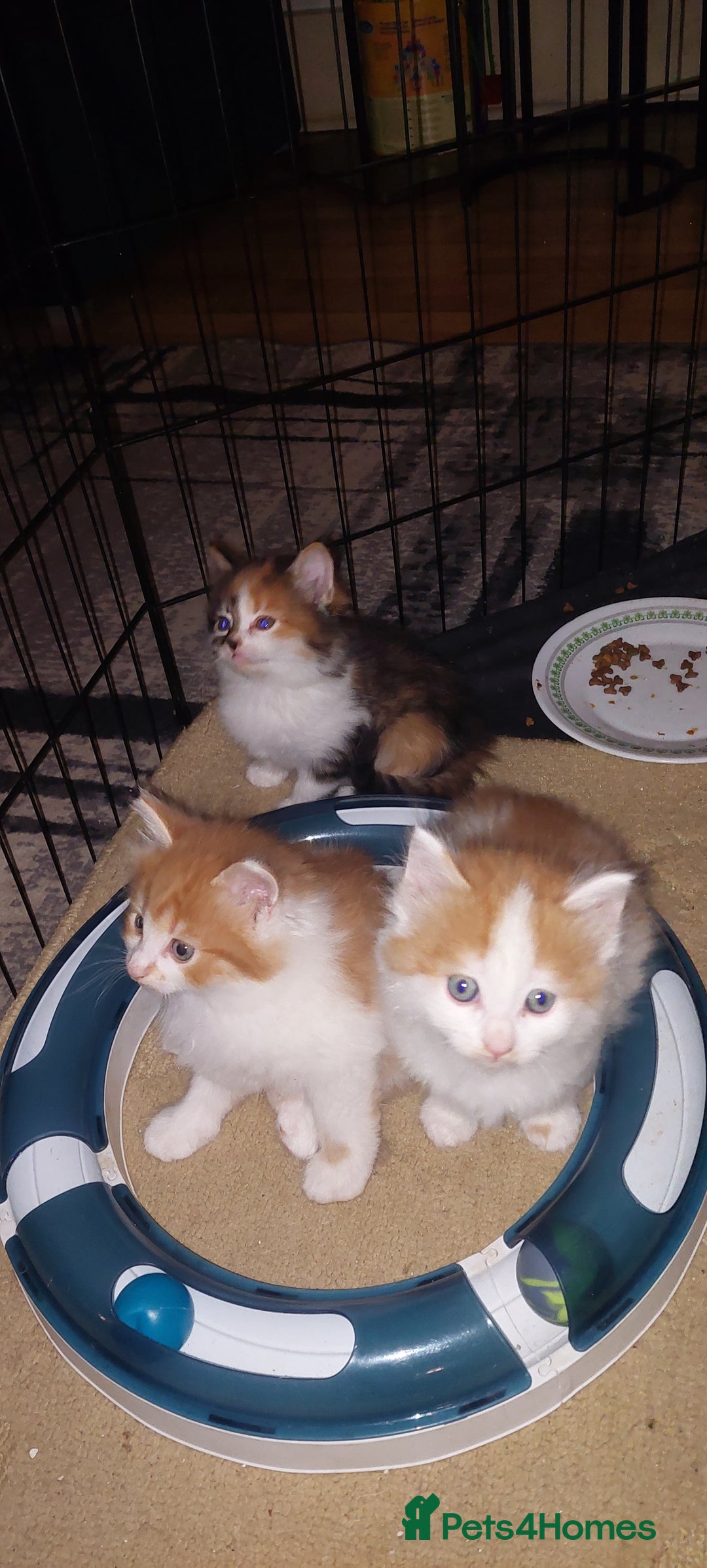 Mixed Breed cats for sale: 3 fluffy kittens - Advert 8