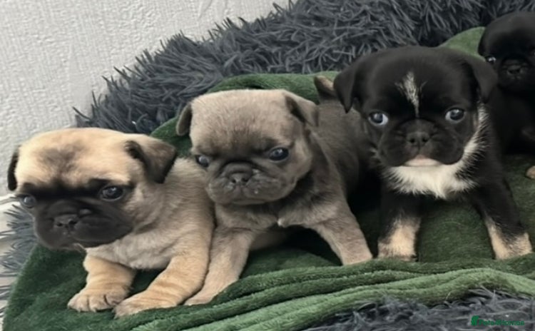 Pug dogs - Advert 2