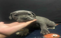 Staffordshire Bull Terrier dogs for sale: Staffordshire Puppies for sale  - Image 3