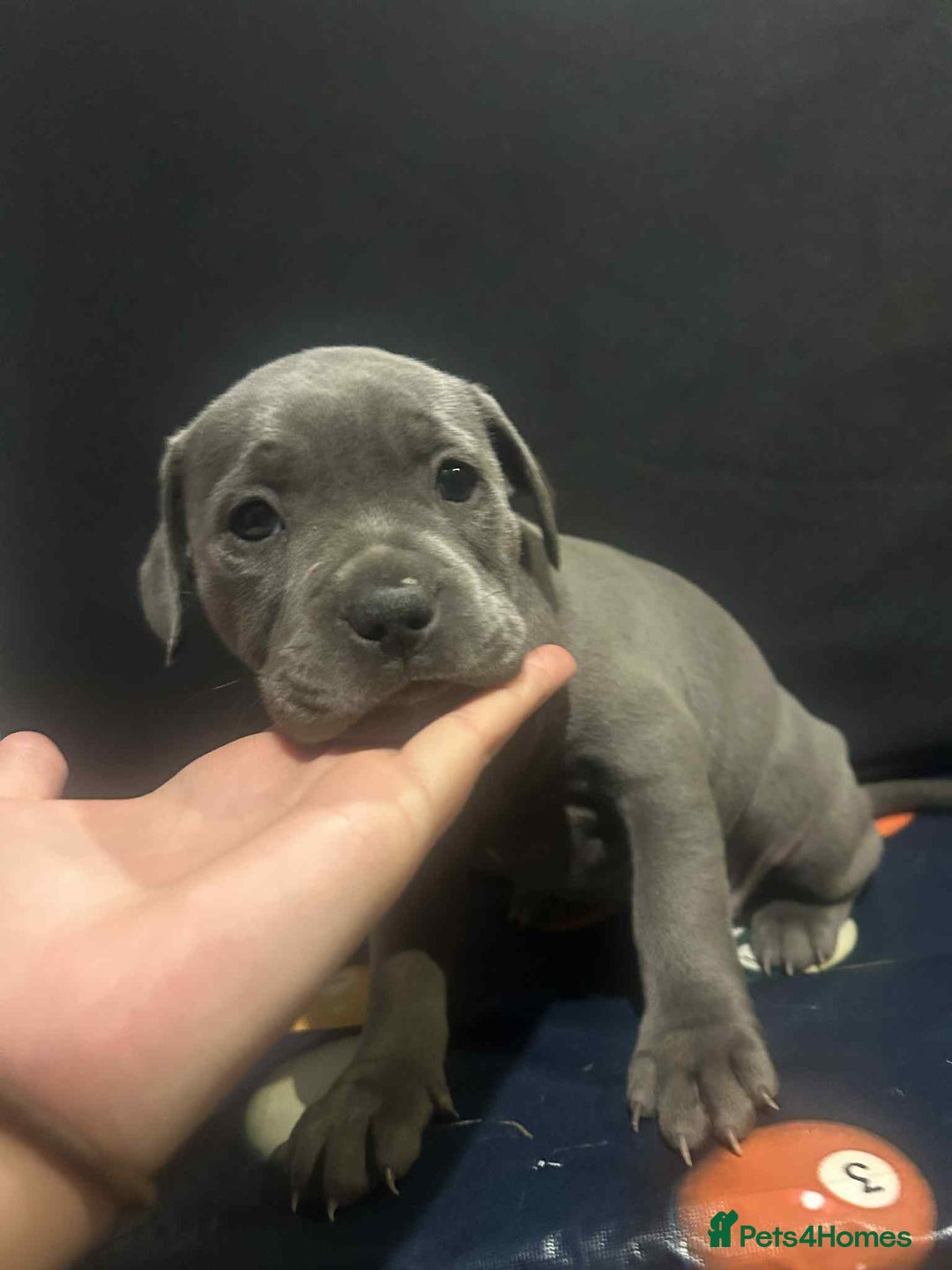 Staffordshire Bull Terrier dogs for sale: Staffordshire Puppies for sale  - Image 3