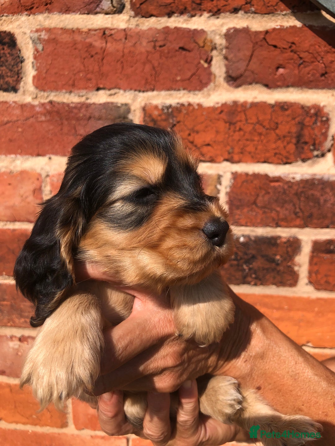 Cocker Spaniel dogs for sale: Pure beautiful show cocker spaniel puppies  - Image 18