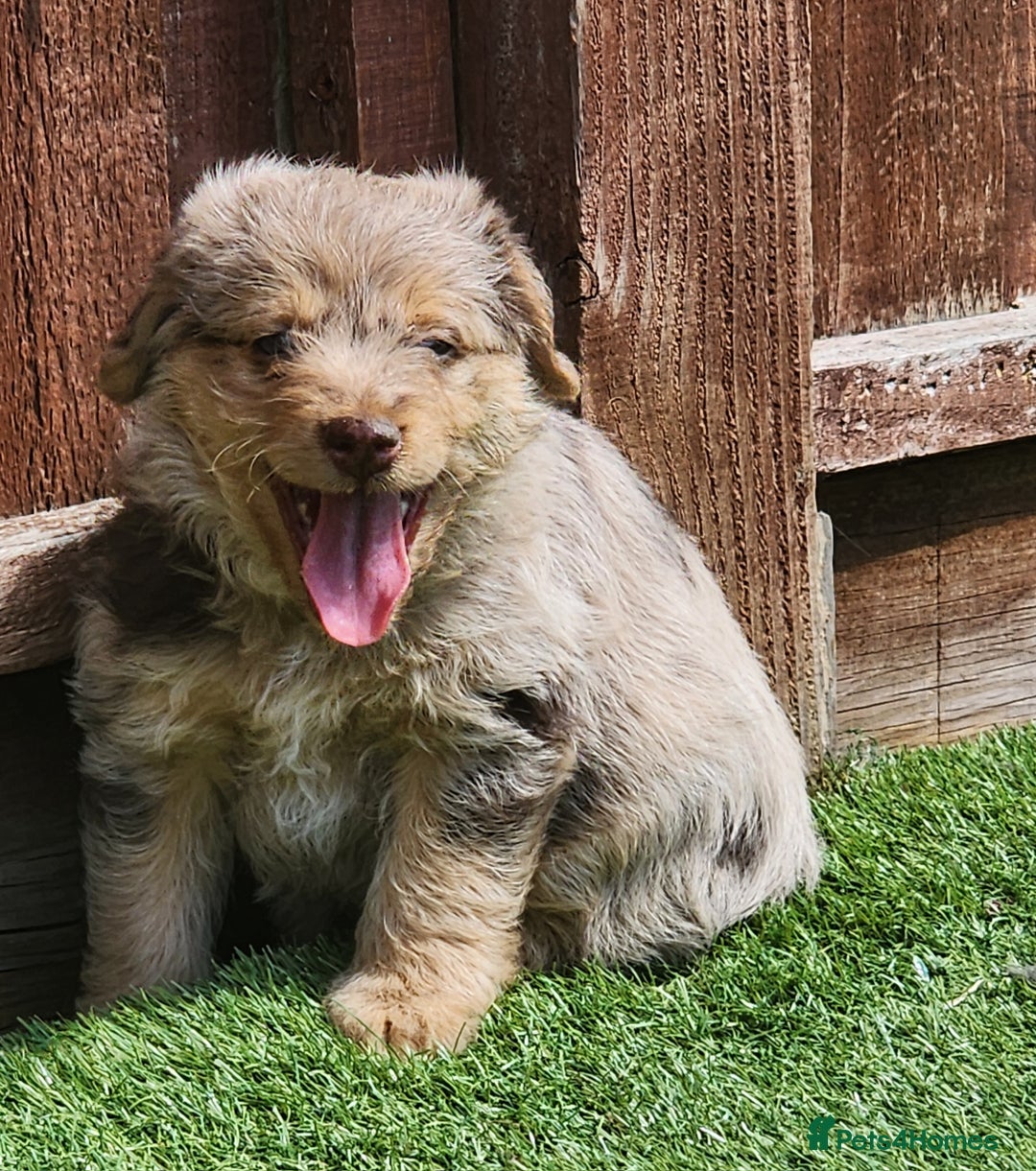 Jackapoo dogs for sale: 🐶 Rare-Coloured Jackapoo Puppies  - Image 12