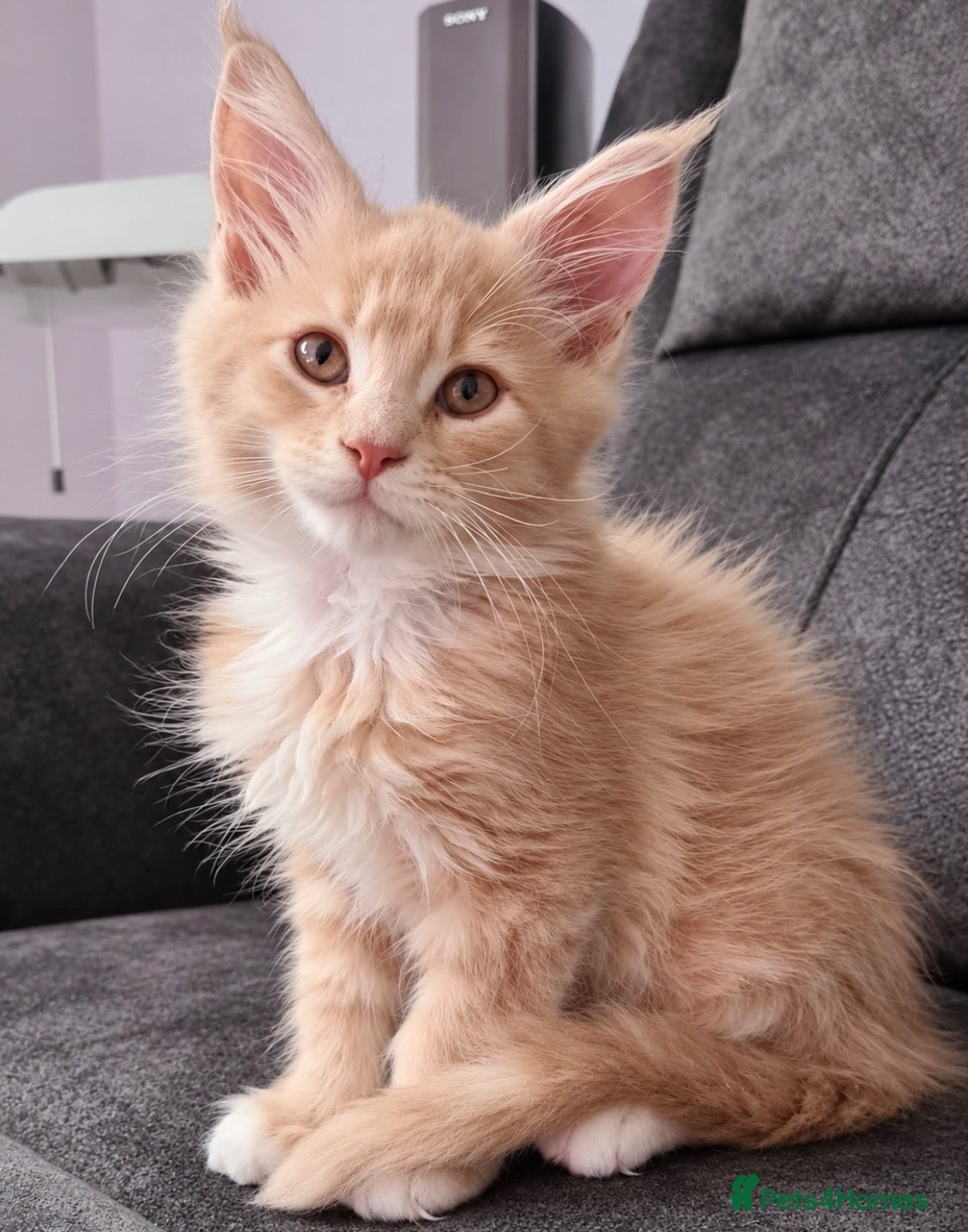 Maine Coon cats READY NOW ,TICA MALE MAINECOON - Advert 1