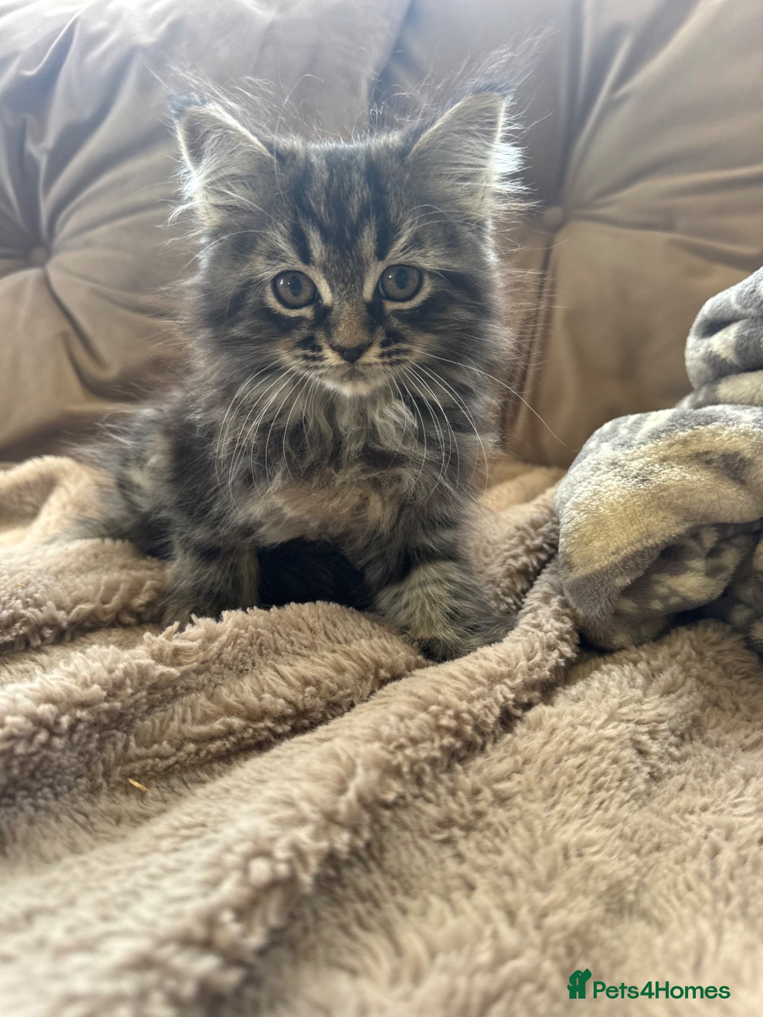 Maine Coon cats Persian x Maine coon kittens  - Advert 13