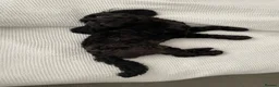 Cockapoo dogs for sale: Black Cockapoo female 11 months  in Gravesend - Advert 4