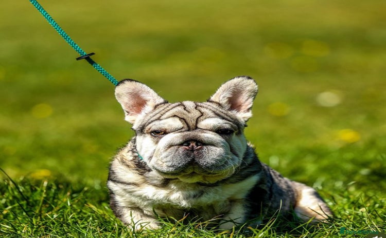 French Bulldog dogs - Advert 5