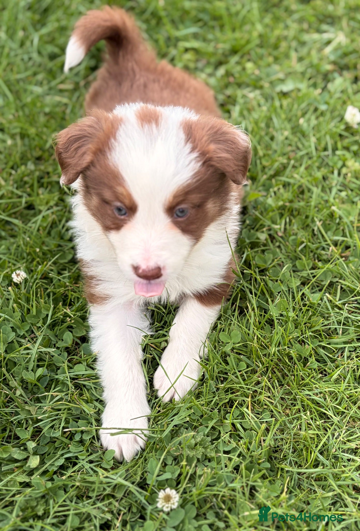 Border Collie dogs BEAUTIFUL BC PUPS, HEALTH TESTED CLEAR PARENTS  - Advert 1