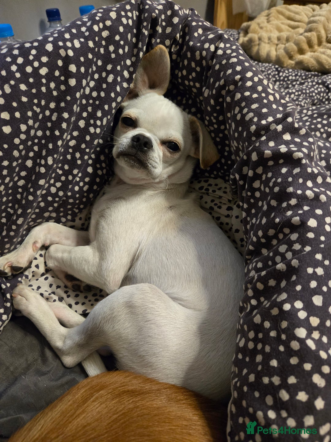 Chug dogs for stud: Zues McDonald - Advert 5