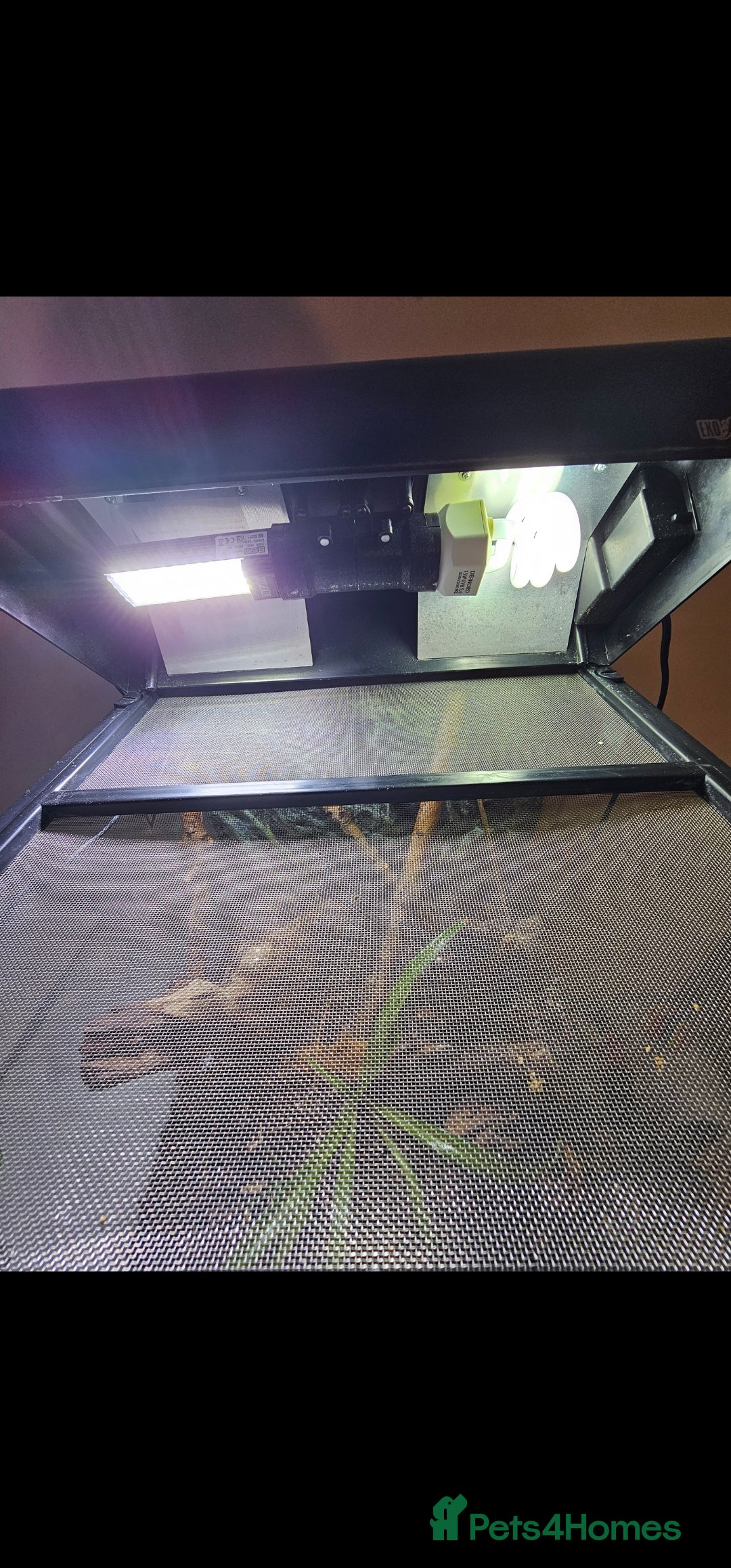 Mixed Breed reptiles for sale: Bauer's chameleon gecko/Male + bioactive terrarium - Advert 9