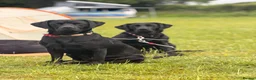 Labrador Retriever dogs for sale: Beautiful litter of Labrador Puppies  - Advert 2
