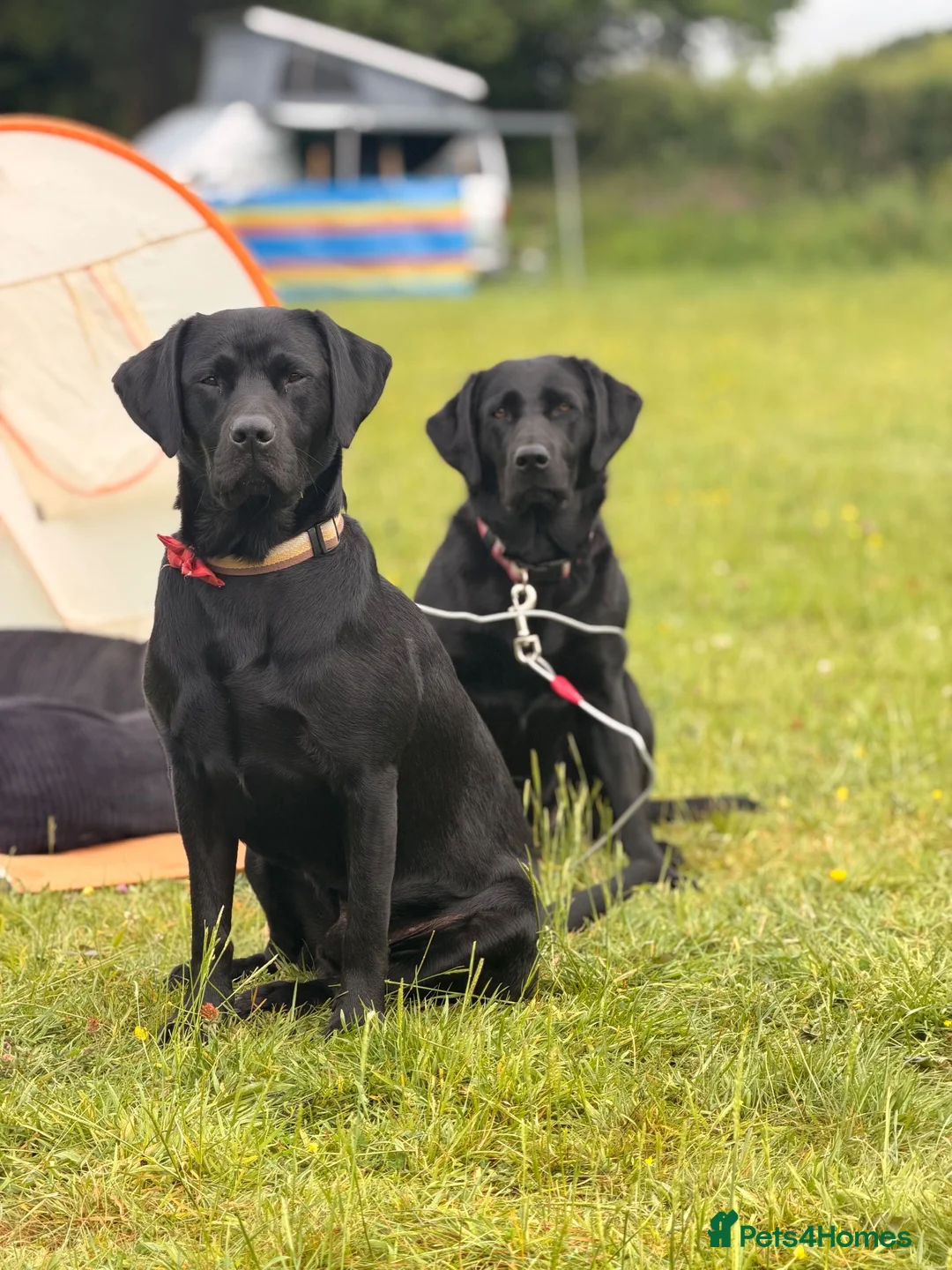 Labrador Retriever dogs for sale: Beautiful litter of Labrador Puppies  - Advert 2