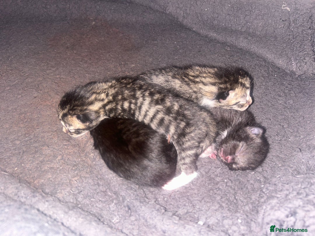 Domestic Shorthair cats for sale: Domestic shorthair - Image 3