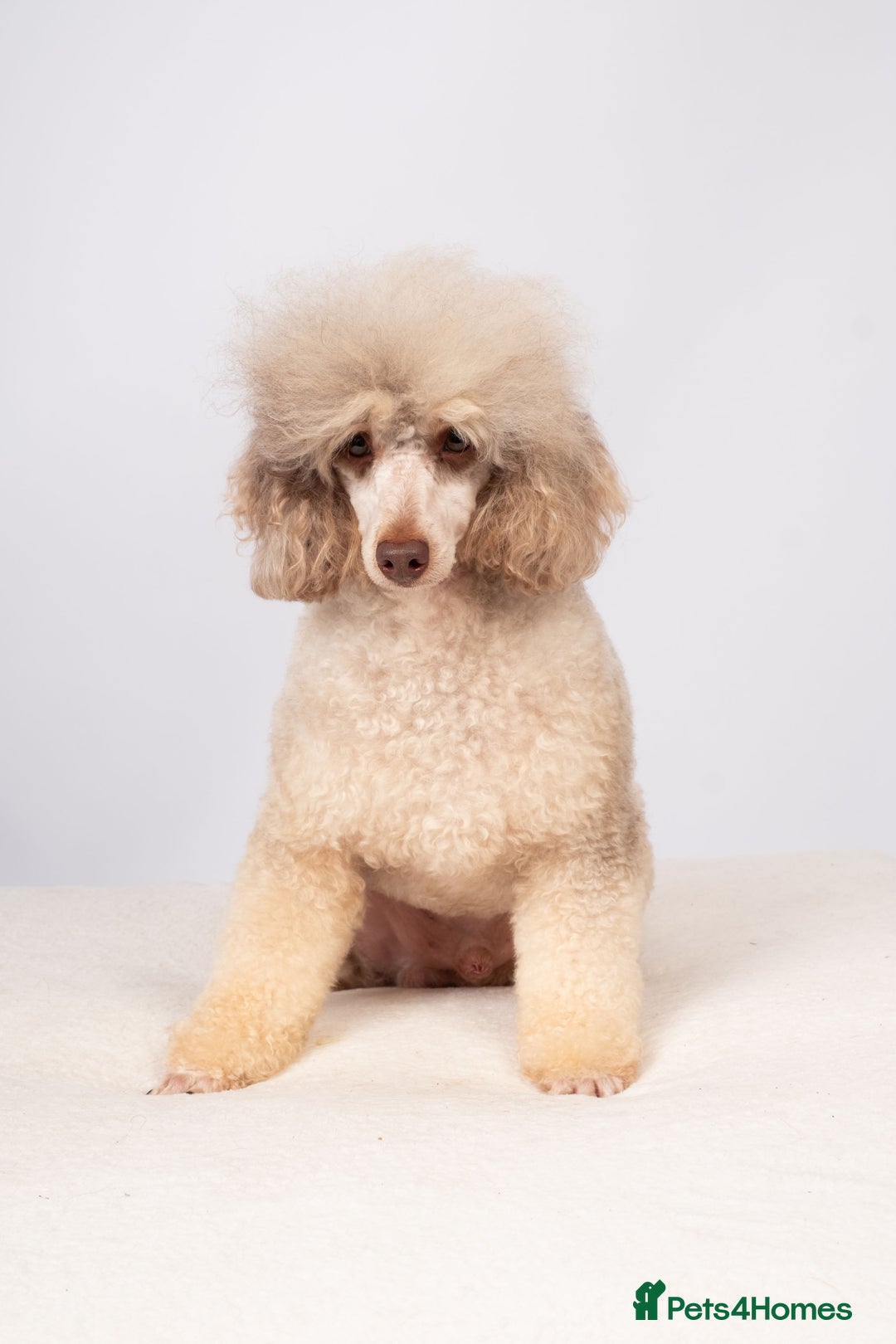 Toy Poodle dogs for stud: EXTENSIVELY HEALTH TESTED POODLE STUD - Image 5