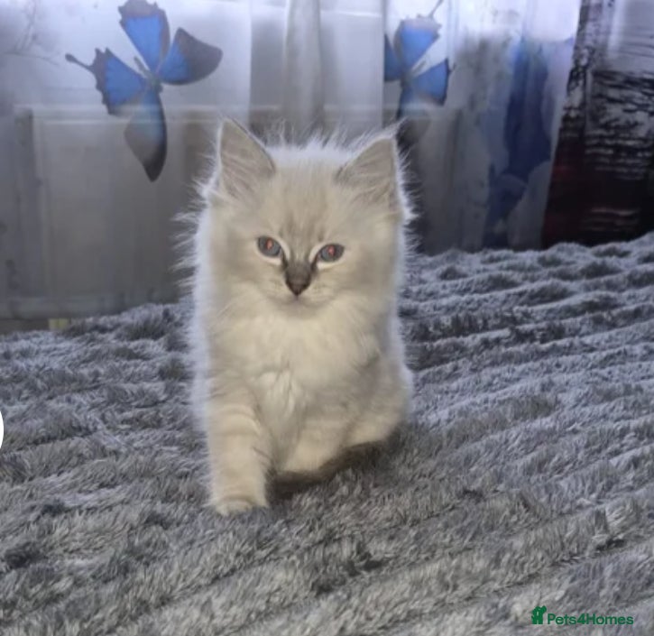 Ragdoll cats GCCF Ragdoll Kittens Non Active & Active available - Advert 3