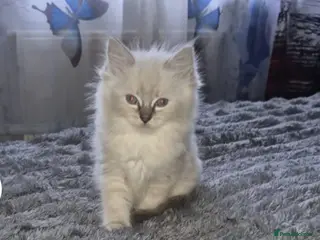 Ragdoll cats GCCF Ragdoll Kittens Non Active & Active available - Advert 1