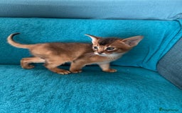 Abyssinian cats for sale: Last Pedigree abbysinian girl left! - Image 23