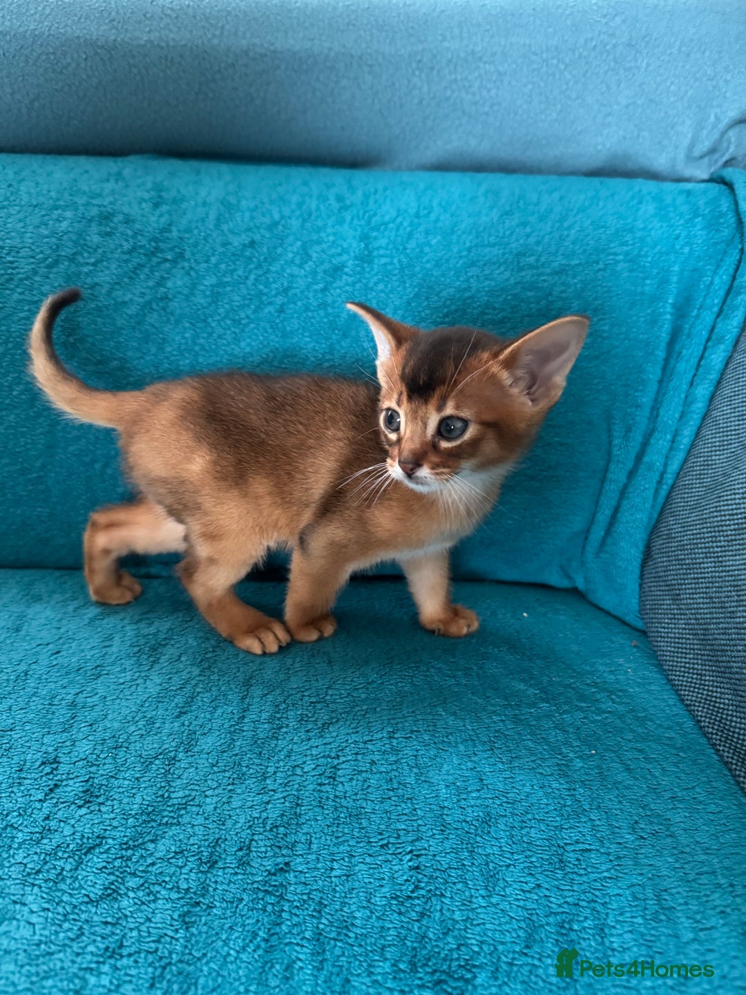 Abyssinian cats for sale: Last Pedigree abbysinian girl left! - Image 23