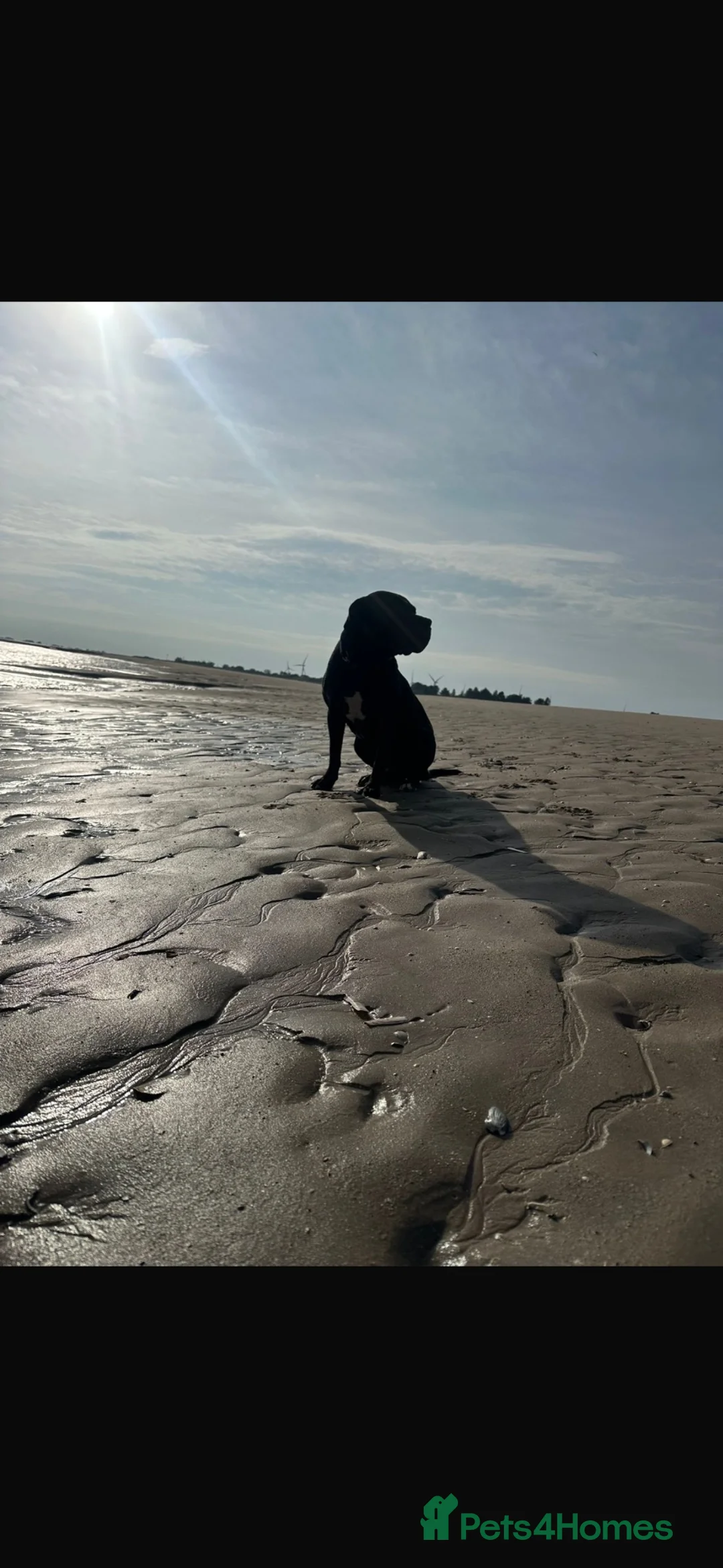 Mixed Breed dogs for sale: Cane Corso/Great Dane in Scunthorpe - Advert 2