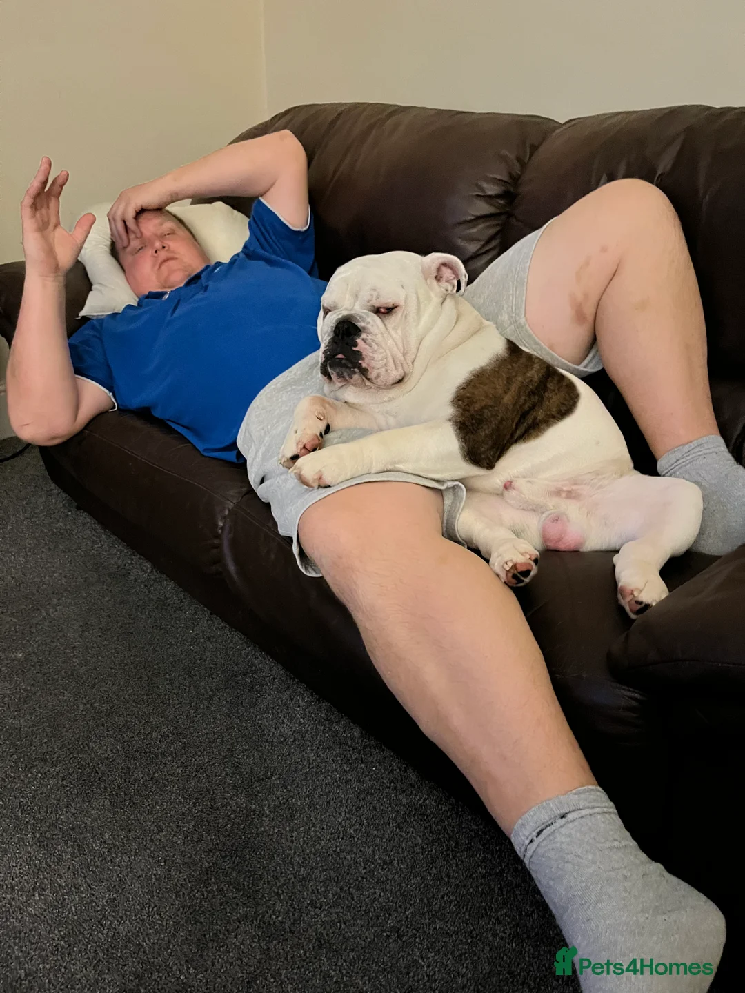 English Bulldog dogs for sale: Reluctant sale following husbands death in Ryde - Advert 8
