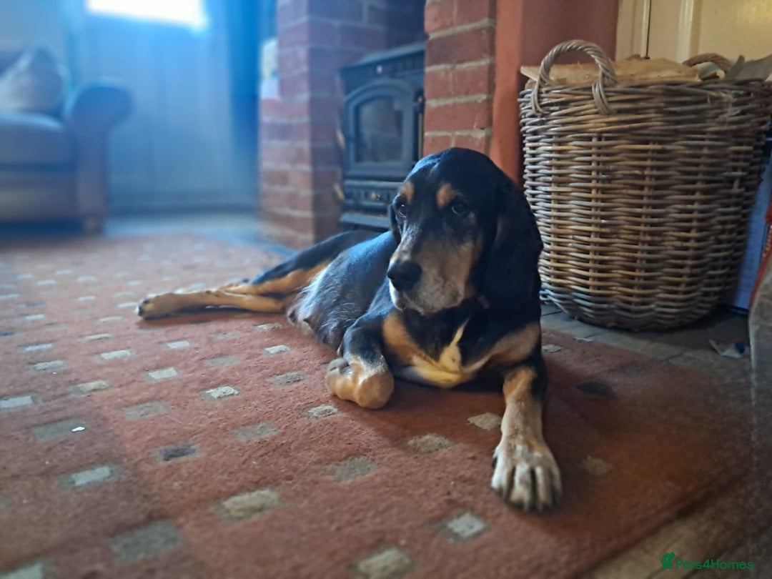 Mixed Breed dogs for sale: Beautiful Puppies. Girls & Boys. Spaniel x Collie - Advert 3