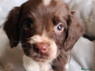 Sprocker dogs Ready now!!! Stunning sprocker puppies - Advert 3