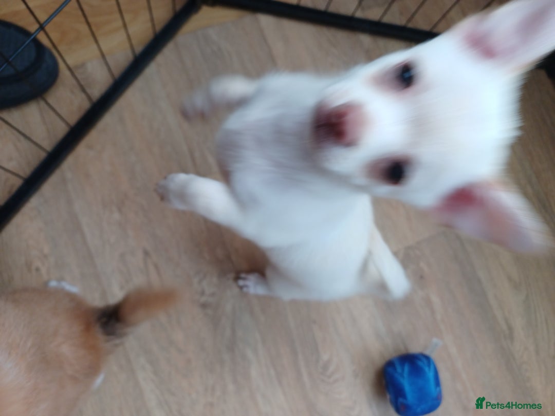 Pomchi dogs for sale: Pomchi - Image 8