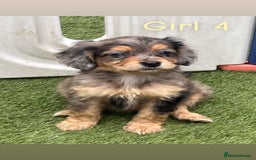 Cocker Spaniel dogs for sale: 6 beautiful cocker spaniel puppies  - Image 5