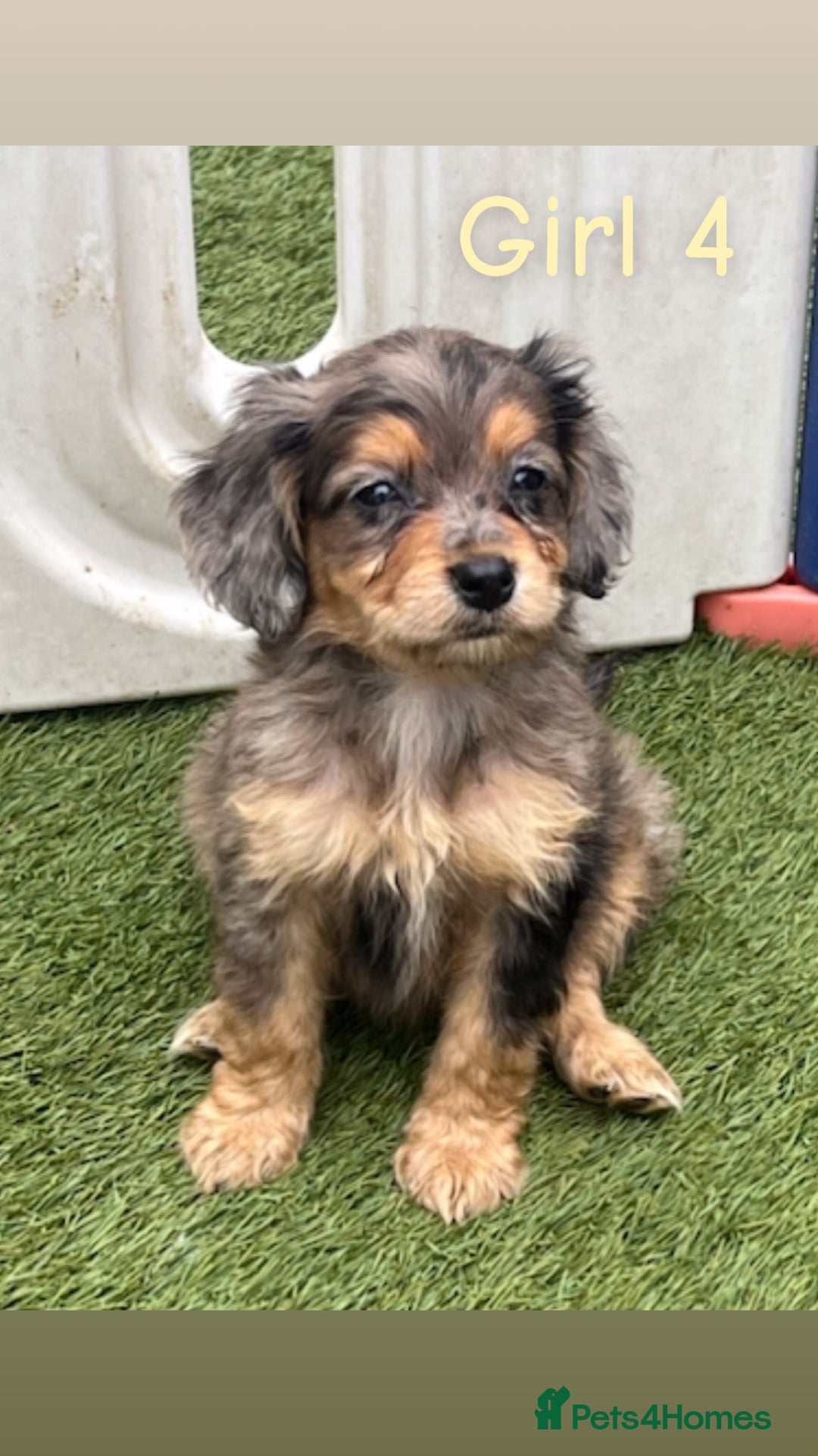 Cocker Spaniel dogs for sale: 6 beautiful cocker spaniel puppies  - Image 5