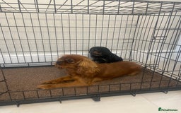Cavapoo dogs for sale: Cavapoo puppy - Image 5