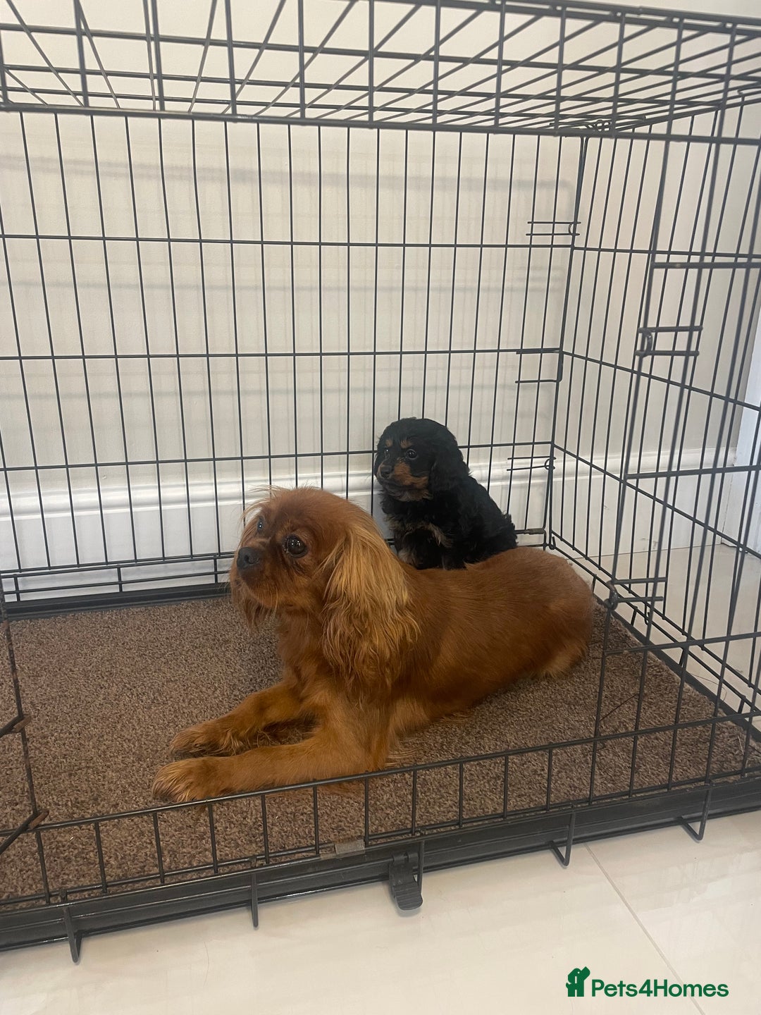 Cavapoo dogs for sale: Cavapoo puppy - Image 5