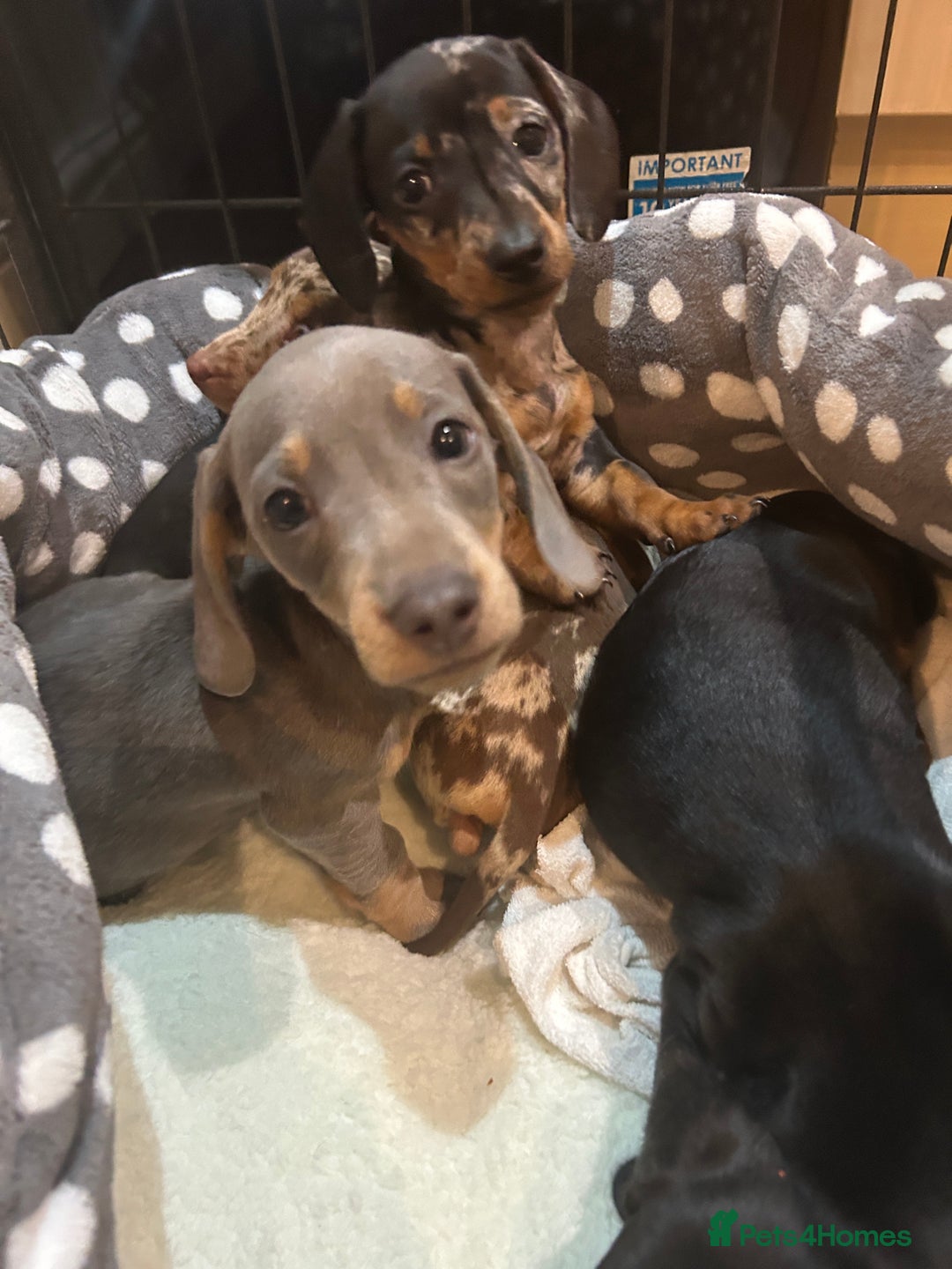 Miniature Dachshund dogs for stud: ⭐️ TRIGGER⭐️ smooth hair Isabella & Tan STUD in Mexborough - Advert 16