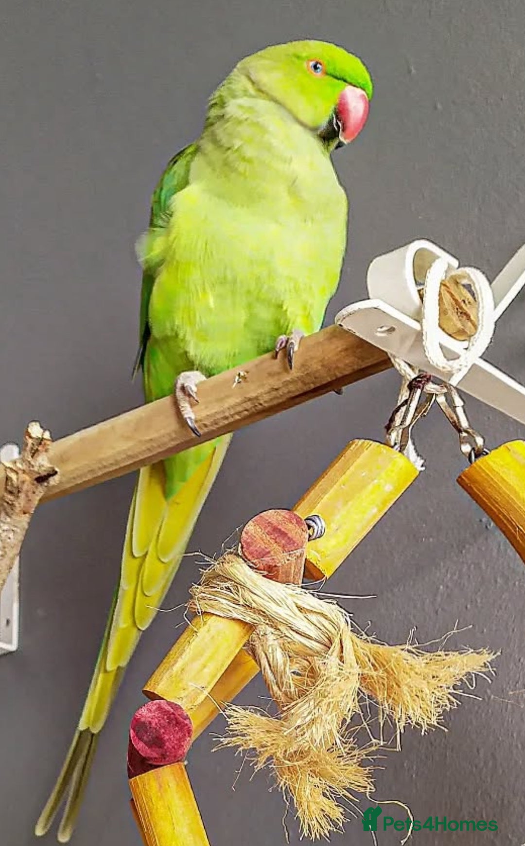 Parrots birds for sale: Beautiful baby ring neck talking parrot  in Coventry - Image 3