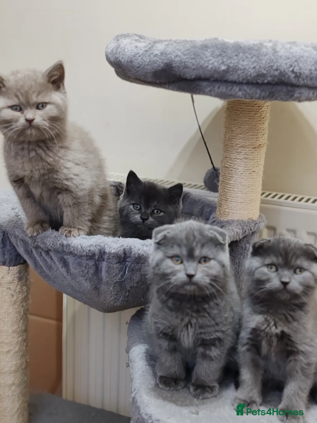 Scottish Fold cats for sale: Adorable Scottish Fold kittens - Advert 8
