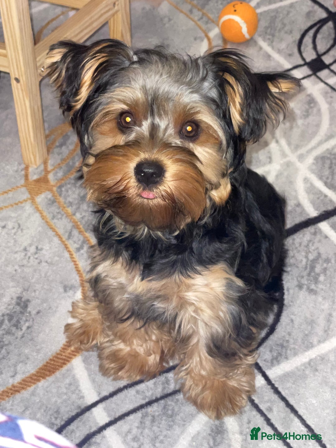 Yorkshire Terrier dogs for sale: Yorkshire terrier  - Image 5