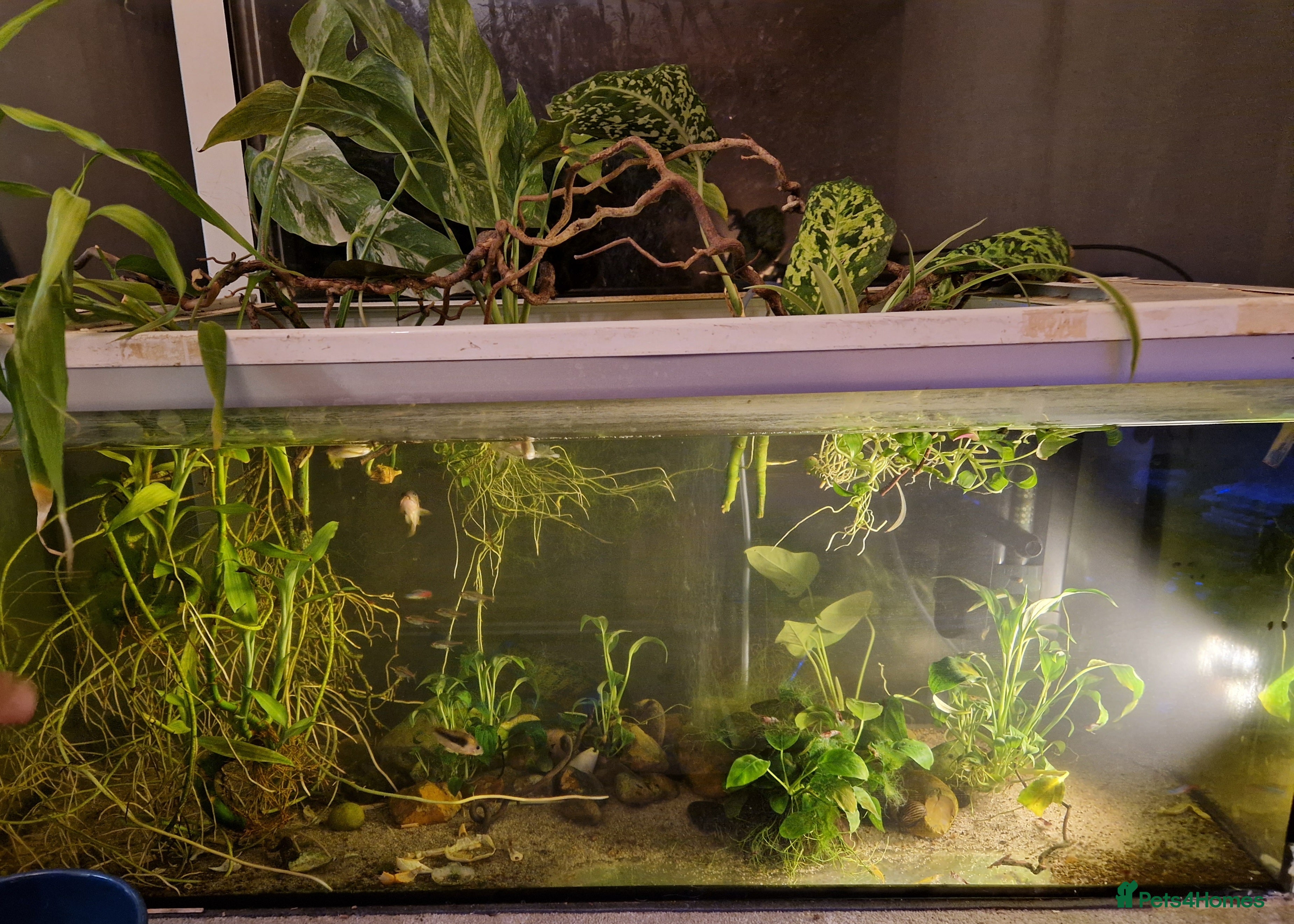 Other/Mixed Breed fish Full set up fish tank - Advert 9