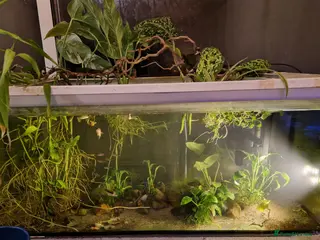 Other/Mixed Breed fish Full set up fish tank - Advert 9