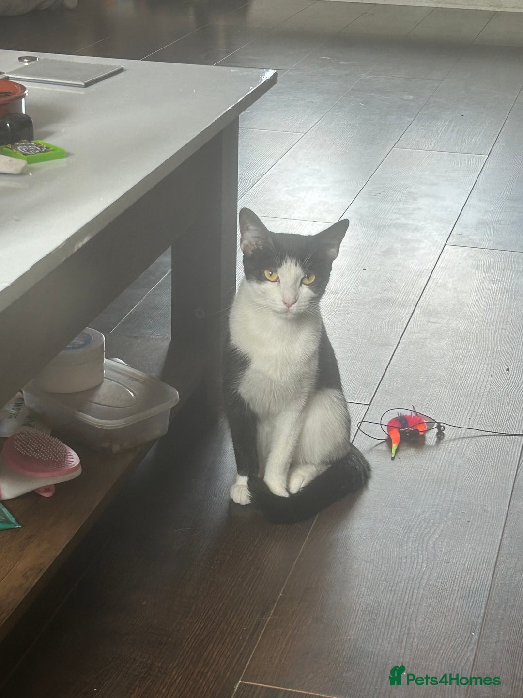 Mixed Breed cats for sale: 15 month old sisters  - Image 6