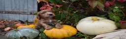 Cockapoo dogs for sale: Stunning F2 Cockapoos - Advert 4