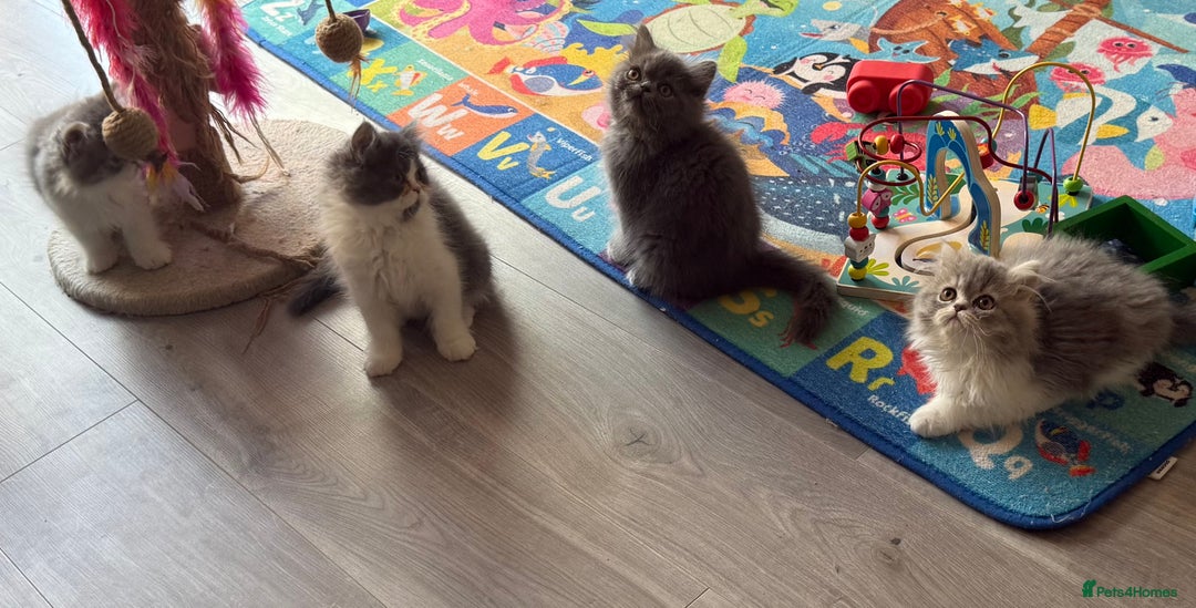 Persian cats for sale: Kitten  - Image 4