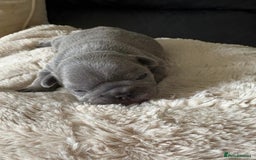 French Bulldog dogs for sale: French Blue Bulldog  - Image 5