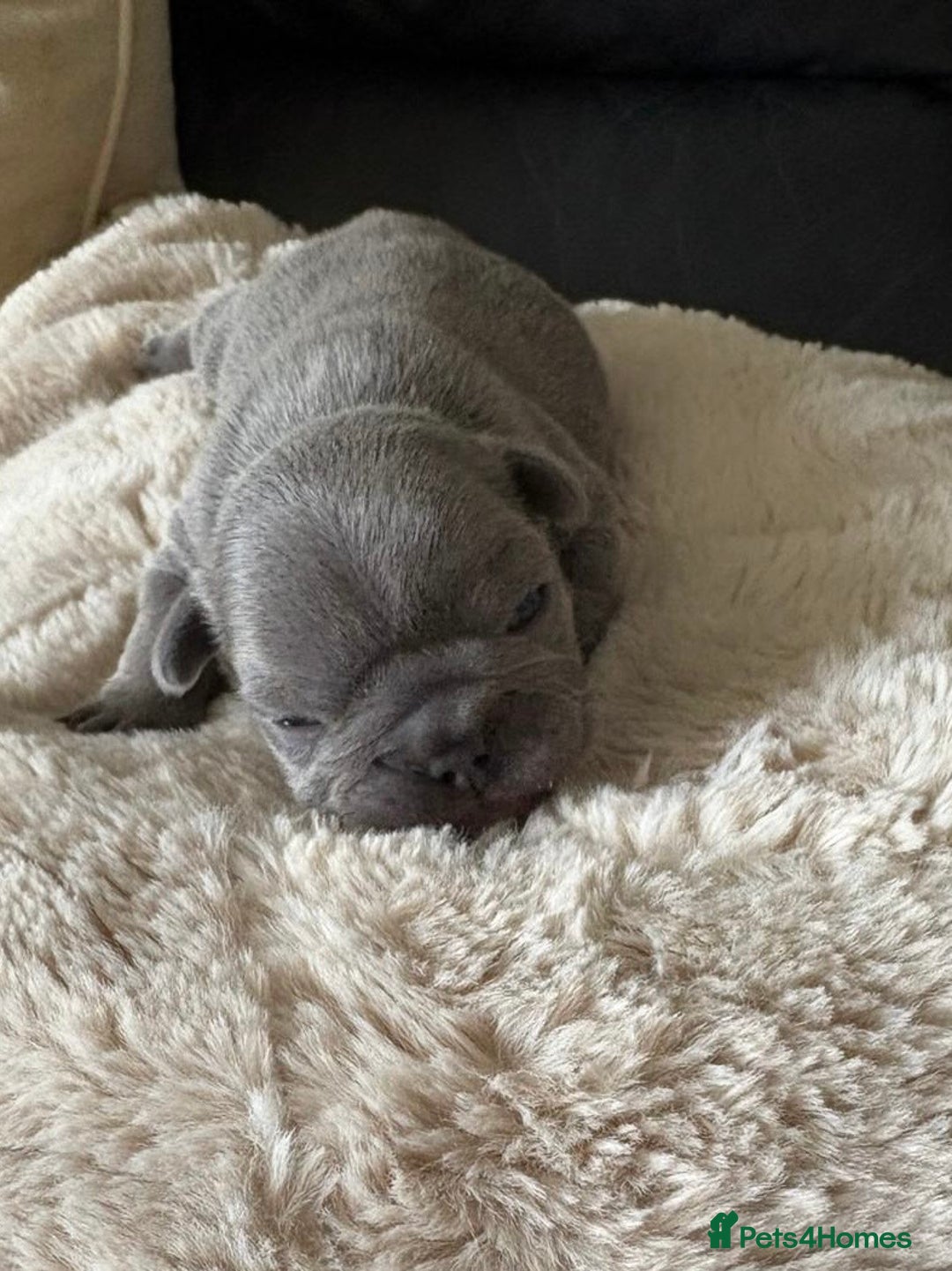 French Bulldog dogs for sale: French Blue Bulldog  - Image 5
