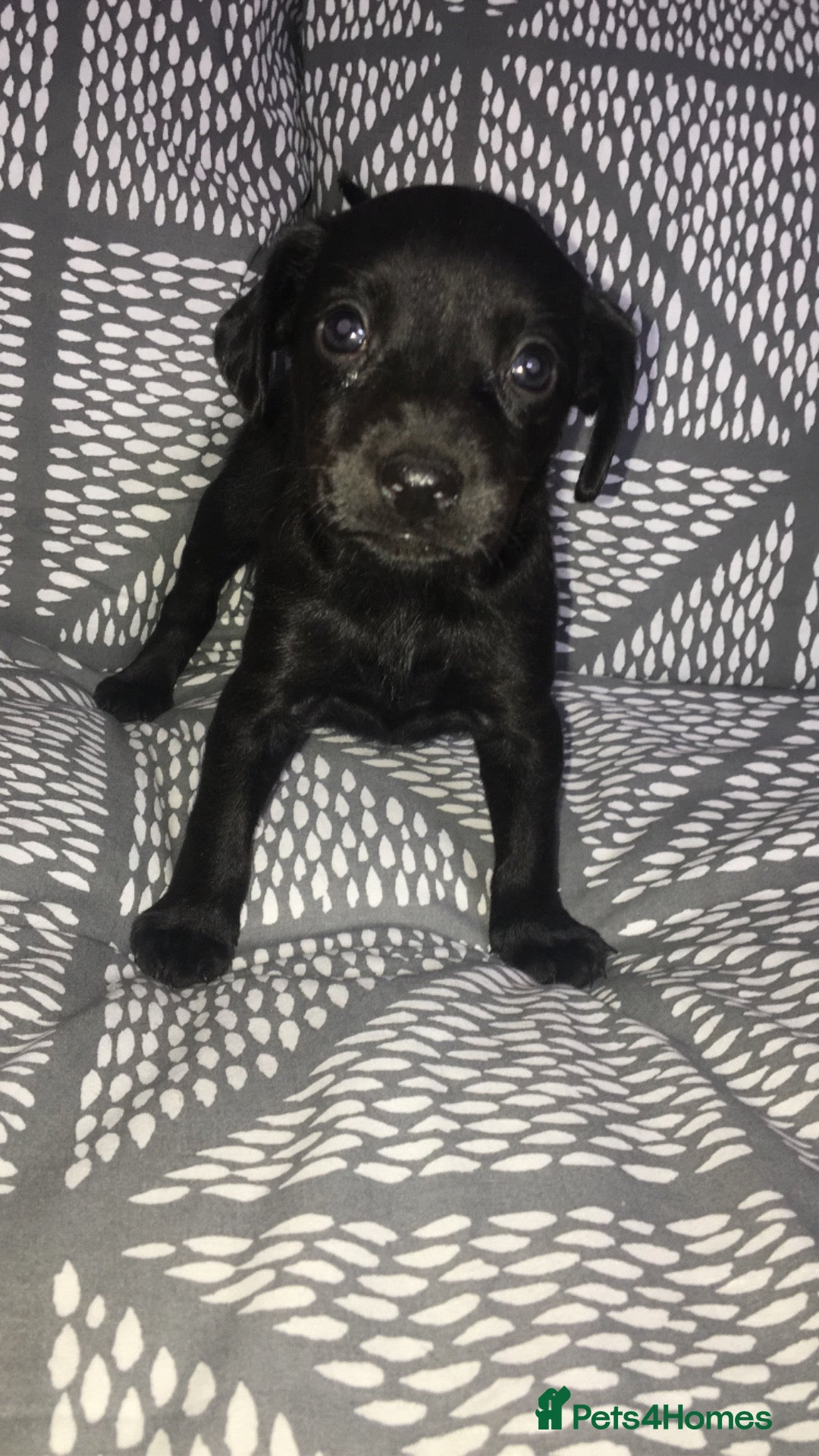 Mixed Breed dogs for sale: 8 cocker spaniel mixed breed puppy's  - Image 6