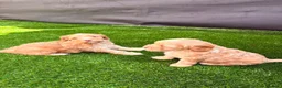 Cockapoo dogs for sale: Cockerpoo - Advert 3